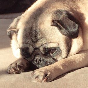 Meet your Posher, Abby